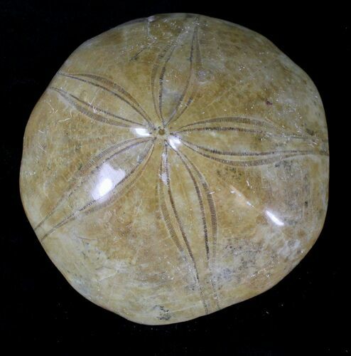 Large Polished Fossil Sand Dollar - Jurassic #22728